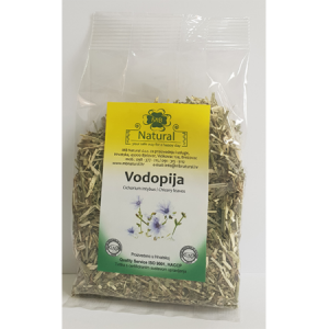 Vodopija / Cichorium intybus