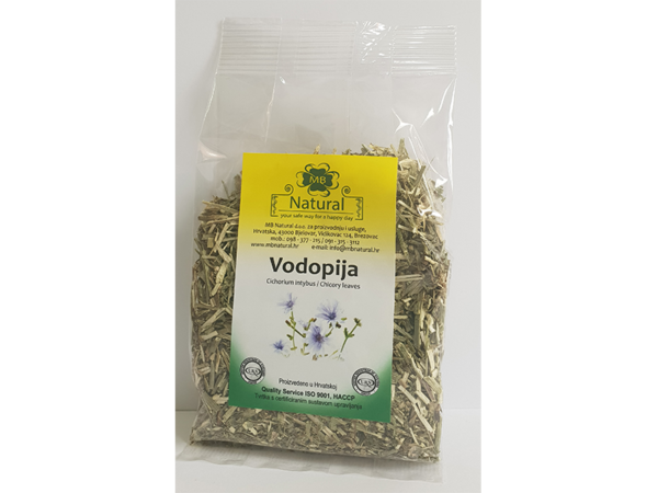 Vodopija / Cichorium intybus